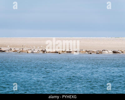 Grau und Seehunde auf Sand Wohnungen von Rif in Gezeiten meer Wattenmeer, Niederlande ruhen Stockfoto