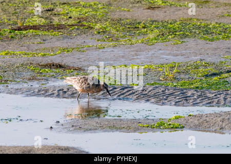 Rote Knoten, Calidris Canutus, im Sommer Gefieder Waten in Salzwiesen des Wattenmeeres, Niederlande Stockfoto