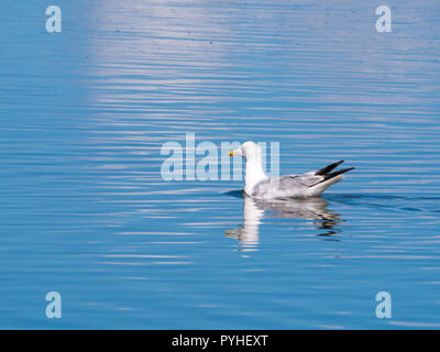 Europäische Silbermöwe, Larus argentatus, schwimmen im Wasser, Niederlande Stockfoto