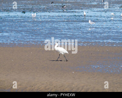 Löffler, Platalea leucorodia, Wandern auf sandflat bei Ebbe von Wattenmeer in Niederlande Stockfoto