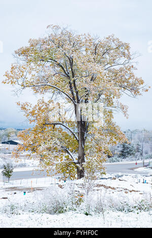 Erster Schnee im späten Herbst, wo Blätter befinden sich immer noch auf den Bäumen. In Orillia Ontario Kanada fotografiert. Stockfoto