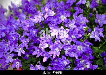 Campanula muralis, violett Jingle bells im Garten Stockfoto