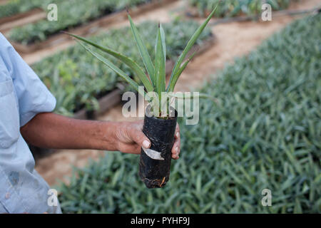 Gärtnerei verwendet Maguey, die in Mezcal gedreht werden, in Santa Catarina Minas, Oaxaca, Mexiko, Montag, 5. Oktober 2015 wachsen. Oaxaca ist ein grosser Hersteller von Mezcal. Stockfoto