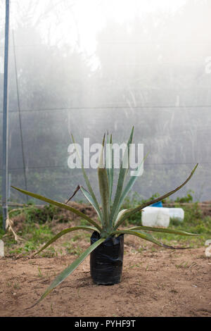 Gärtnerei verwendet Maguey, die in Mezcal gedreht werden, in Santa Catarina Minas, Oaxaca, Mexiko, Montag, 5. Oktober 2015 wachsen. Oaxaca ist ein grosser Hersteller von Mezcal. Stockfoto