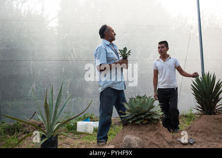 Gärtnerei verwendet Maguey, die in Mezcal gedreht werden, in Santa Catarina Minas, Oaxaca, Mexiko, Montag, 5. Oktober 2015 wachsen. Oaxaca ist ein grosser Hersteller von Mezcal. Stockfoto