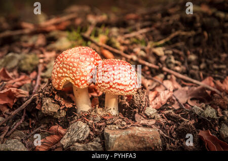 Orange Pilze in einem Bergwald. Roter Amanita muscaria im Herbst. Stockfoto