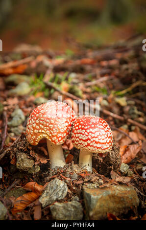 Orange Pilze in einem Bergwald. Roter Amanita muscaria im Herbst. Stockfoto