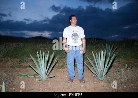 Eduardo "Lalo" Angeles, Inhaber der Lalocura Mezcal, Spaziergänge durch ein Feld von Espadin Maguey für Mezcal verwendet, außerhalb des Dorfes Santa Catarina Minas, Oaxaca, Mexiko, Montag, 5. Oktober 2015. Stockfoto