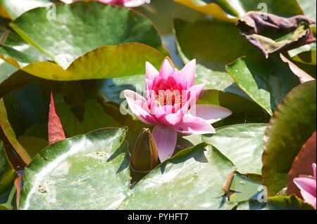 Wasser-Lilie-Nymphaea Stockfoto