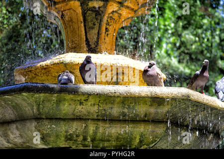 Die Taube ist in einer Stadt Brunnen getaucht Stockfoto