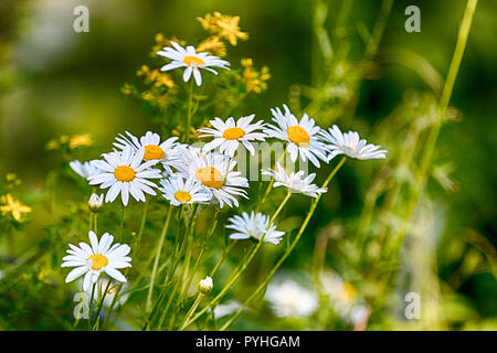 Frischer Frühling Gänseblümchen wachsen in einem üppigen, grünen Wiese Stockfoto
