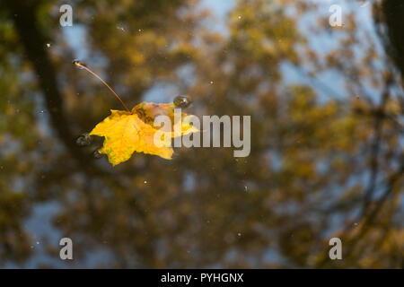 Leicht versenkt herbstlichen in Zürich, Schweiz Stockfoto
