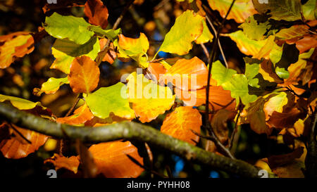 Blätter im Herbst einer Buche hedge Stockfoto