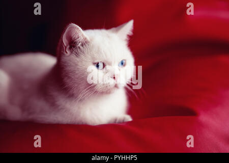 Perser Katze, sitzend vor rotem Hintergrund Stockfoto