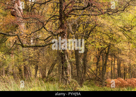 Alten Kaledonischen Wald am Ufer des Loch Rannoch, Perth und Kinross, Schottland. 18. Oktober 2018 Stockfoto