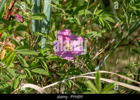 Hund - Rose Blume Nahaufnahme Stockfoto