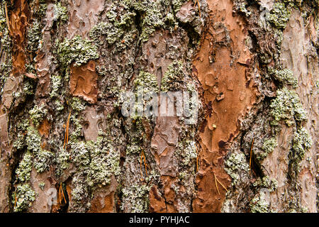 Larix decidua Europäische Lärche, saisonale, unreifen Bäume, Herbst, Lärche, Wald, Natur, Strathspey, Oktober, Flora, Landschaft, Natur, Pflanzen, Schottland, Baum, Vegeta Stockfoto