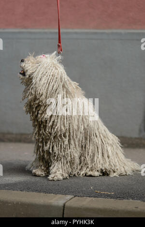 Komondor Hund an der Leine auf dem Bürgersteig in Cluj Napoca, Rumänien Stockfoto