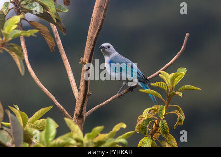 Blau Grau Tanager tropische Vögel von Panama Stockfoto