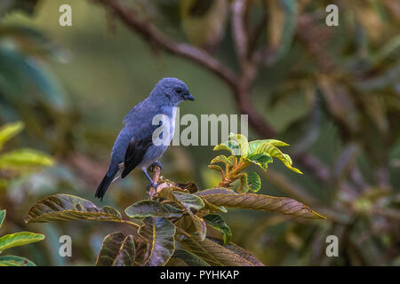 Tropische Vögel von Panama Stockfoto