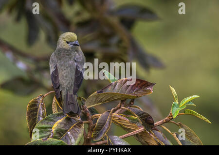 Palm Tanager tropische Vögel von Panama Stockfoto