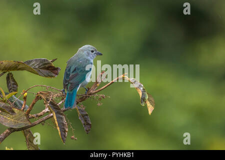 Blau Grau Tanager tropische Vögel von Panama Stockfoto