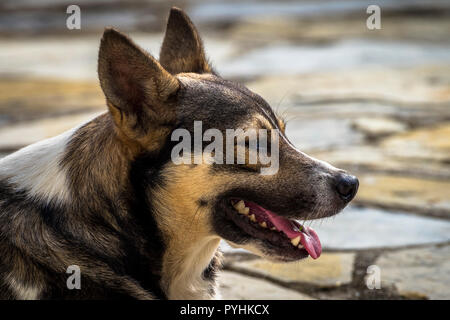 Hund Kopf portrait Bild Stockfoto