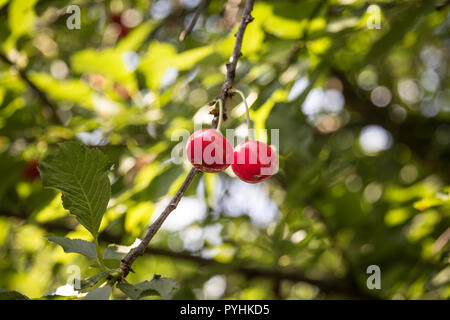 Zwei rote Kirschen Hängen an einem Baum, durch die grünen Blätter von einem Kirschbaum umgeben, der an einem sonnigen Nachmittag im Frühjahr in einem Früchte Garten Bild eines Stockfoto