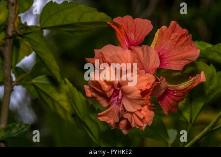 Orange Hibiscus Flower Stockfoto