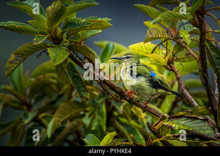 Tropische Vögel von Panama Stockfoto