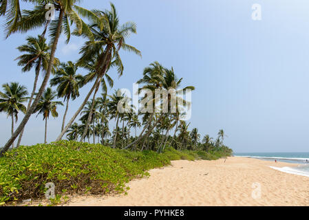 Palmen und Strand Landschaften des Indischen Ozeans in Tangalle, Sri Lanka Stockfoto