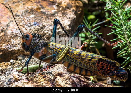 Riesige Grasshopper (Tropidacris cristata) Insekt Makro Bild in Panama genommen Stockfoto