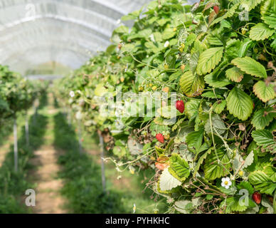 Reihen von wilden Erdbeeren im Gewächshaus Stockfoto