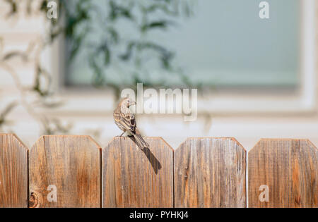 Eine braune Spatz sitzt auf einem Holzzaun. Stockfoto