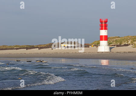 Dichtungen vor dem Leuchtturm, Duene (Düne), Helgoland, Schleswig-Holstein, Deutschland Stockfoto