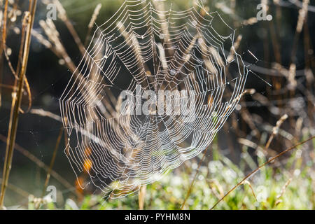 Ein spinnen Web in Tau. Stockfoto