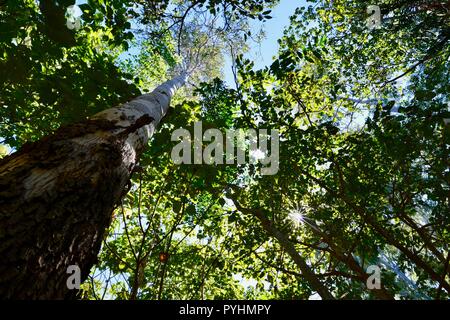 Auf der Suche nach oben in den Bäumen mit scheint die Sonne durch, Riverview Park, Ross River, Townsville, QLD, Australien Stockfoto