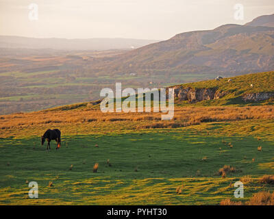 Einzelne Pferd Beweidung auf die Berggebiete Wiese im goldenen Abendlicht in der North Pennines Cumbria, England, UK gebadet Stockfoto