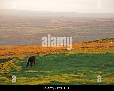 Einzelne Pferd Beweidung auf die Berggebiete Wiese im goldenen Abendlicht in der North Pennines Cumbria, England, UK gebadet Stockfoto