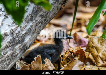 Vorübergehend aufgegeben Buff-Gebändert Rail rußig-schwarze Jungtiere wandern die Blattsänfte auf der Suche nach einem Insekt fest und seiner Mutter und Geschwister Küken. Stockfoto