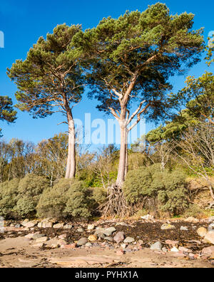 Hohen Föhren Bäume gegen den blauen Himmel mit freiliegenden Wurzeln, East Lothian, Schottland, Großbritannien Stockfoto