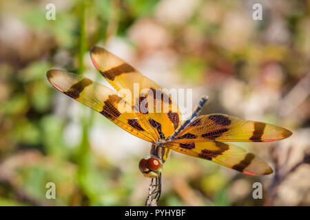 Nahaufnahme von Halloween Wimpel (Celithemis eponina) Dragonfly Stockfoto