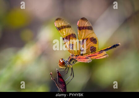 Nahaufnahme von Halloween Wimpel (Celithemis eponina) Dragonfly Stockfoto