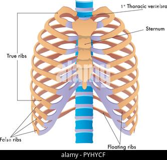 Vereinfachte Vector Illustration der Brustkorb Stock Vektor