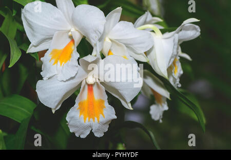 Hybrid weiß und gelb cattleya Orchideen blühen im Garten, Natur Hintergrund Stockfoto