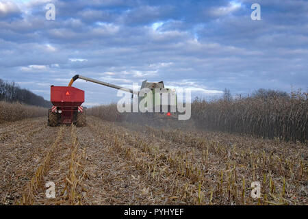 Ernte von Mais Harvester und Traktor in Mais Stockfoto