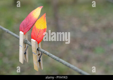 Rot-gelben Blätter im Herbst auf einem Seil mit Wäscheklammern. Es sieht aus wie eine Kerzenflamme Stockfoto