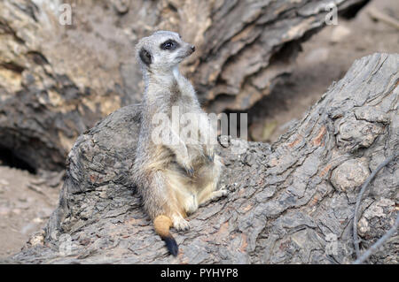 Erdmännchen ruht auf einem Baumstamm Stockfoto