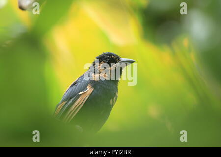 Unreifen männlichen weißen tanager Vogel (Tachyphonus rufus) im Regenwald Venezuela hinter einem Bildschirm der Blätter sitzend gefüttert Stockfoto