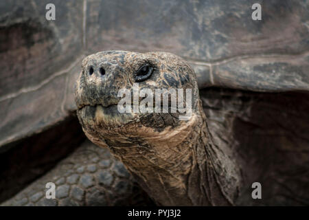 Lonesome George Kopfschuss close up in Galapagos Inseln Stockfoto